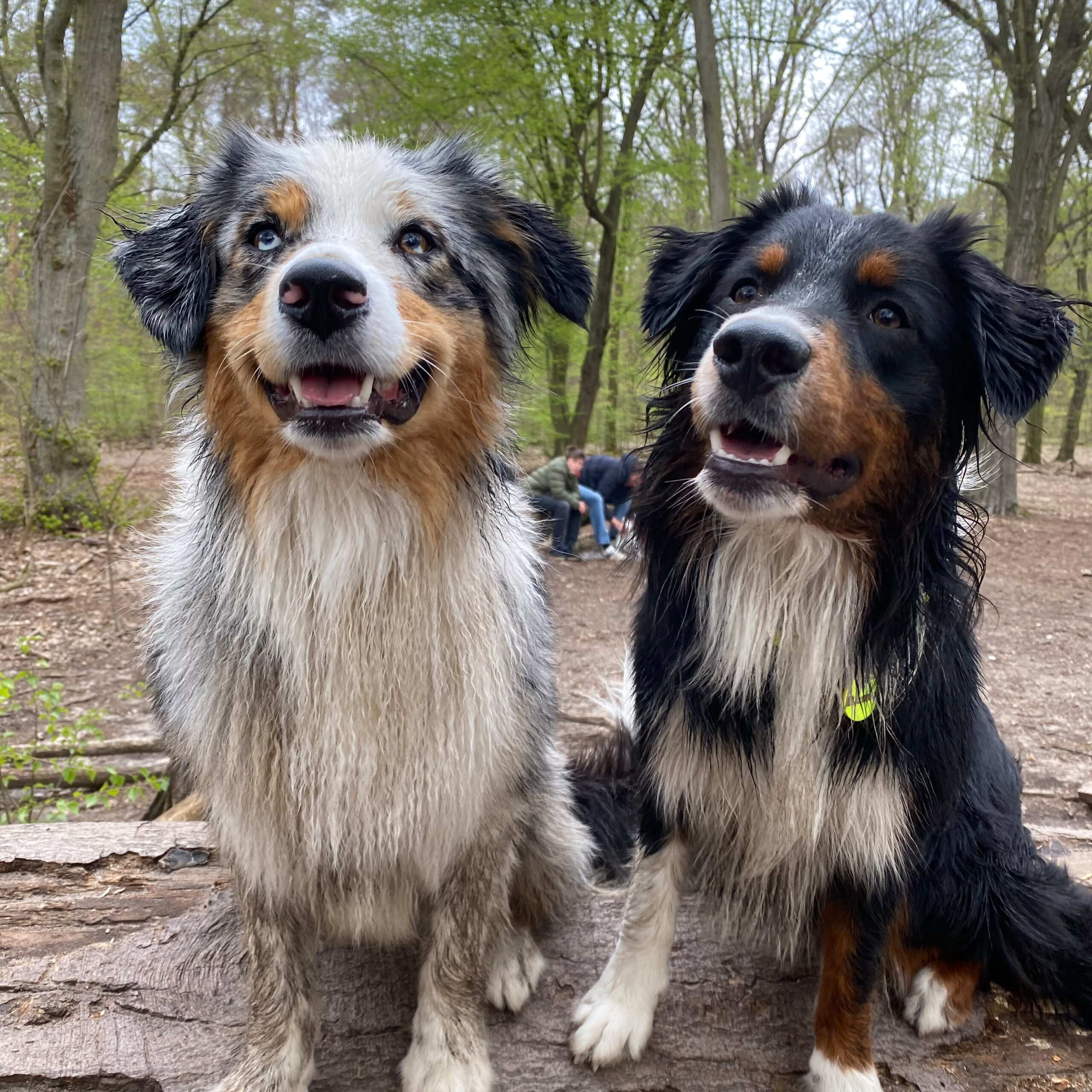 Chewie-und-Remo_1000x1000px